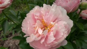 НЕЛЬДА  ДЖОЙ -(Neldas Joy) -автор Don Hollingsworth, 2012