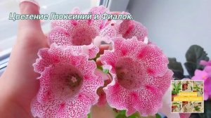 Цветение ГЛОКСИНИЙ и ФИАЛОК..mp4