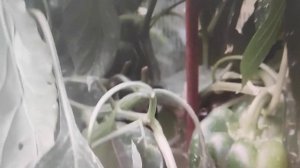 Перец увядает. Чем лечить? #увядание #вершинная гниль #перецслалкий #перецбалгарский #подкормка