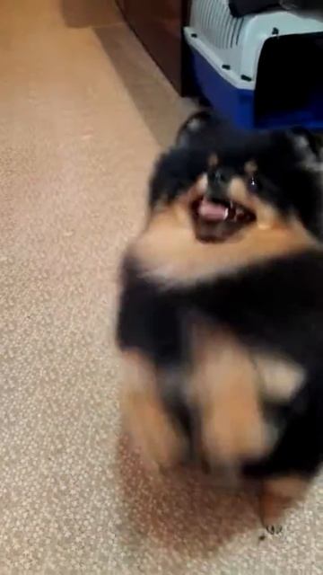 Груминг для Ленни