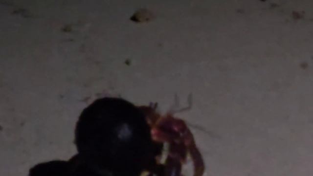 MALDIVIAN NEW YEAR 24 |  Новый год на острове Тодду (Мальдивы)