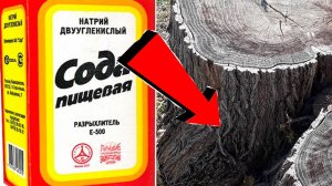 Как быстро убрать пень дерева на участке без корчевания За 3 Секунды!