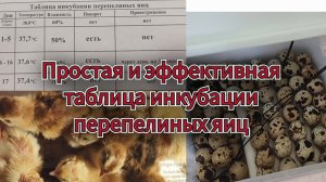 Самая простая и эффективная таблица инкубации перепелиных яиц