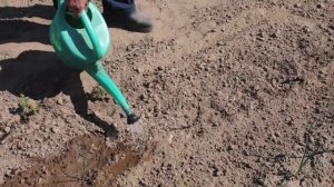 Рассада огурцов. Полив рассады после высадки.