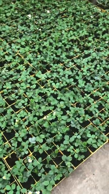 Рассада клубники смотреть онлайн