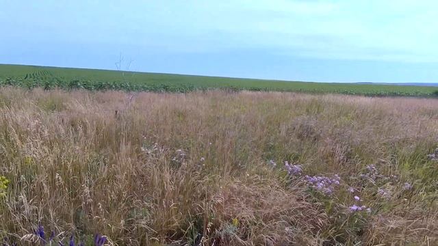 Коп 2023. С грибами затишье временное, копаем железо! смотреть онлайн