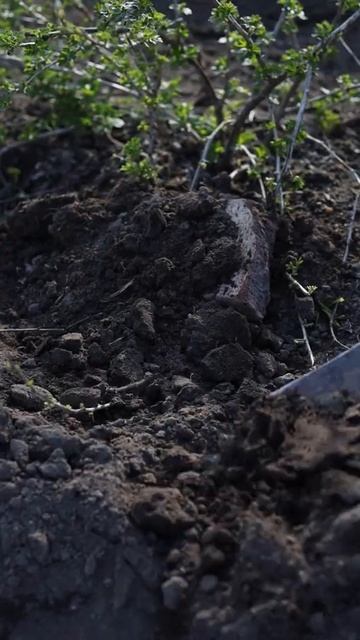 Самый простой способ размножения кустарников.