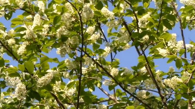 ЙөрәкТау! Яз * Весна 2018