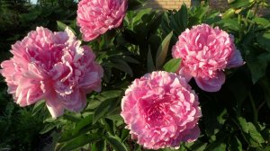 Пион ПОЛЬ БАНЬЯН  обзор, описание, цветение, отзыв