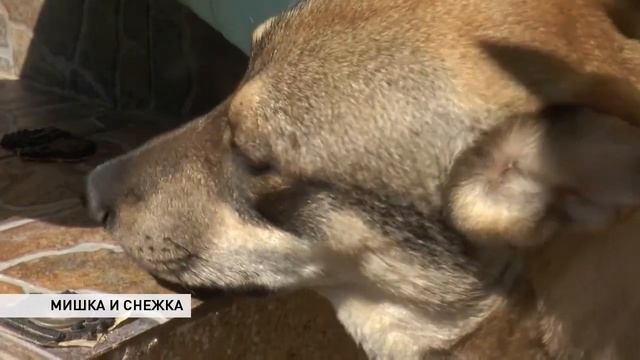 Неразлучные Миша и Снежка смотреть онлайн