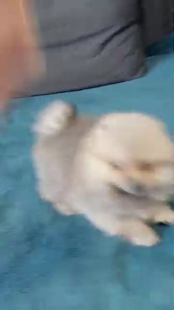 шпиц померанский девочка продажа цена 40000