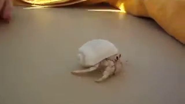 Египет Хургада Титаник Бич Titanic Beach Spa & Aquapark 44 смотреть онлайн