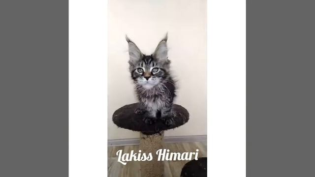 Lakiss Himari мейн кун Питомник мейн куно Lakiss