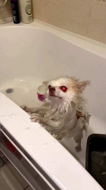 дикий хеликоптер #животные #няшка #юмор #dog #померанскийшпиц #cutedog #funny