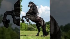 Бушидо Жо - далеко далеко ускакала в поле молодая лошадь