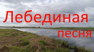 Лебединая песня. 06.05.2024. Лебяжье озеро. Виноградовская пойма. Москворецкий пойменный заказник.