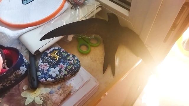 Может ли стриж сам взлететь с земли. Развеиваем миф смотреть онлайн