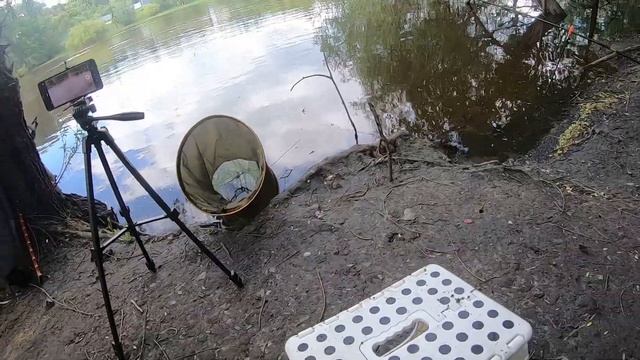 Рыбалка на Омке вечером. Ловля карася на удочку и фидер. Омск Июнь 2024 смотреть онлайн