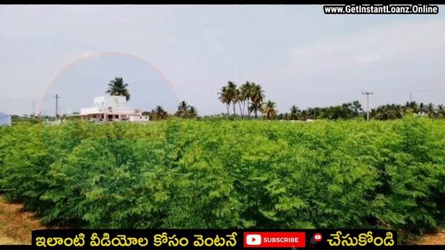 7.5 లక్షలు సంపాదించండి ఆకులు అమ్మి | buyback business plan in telugu смотреть онлайн