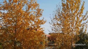 А МНЕ НА РОДИНУ ВЕРНУТЬСЯ ХОЧЕТСЯ