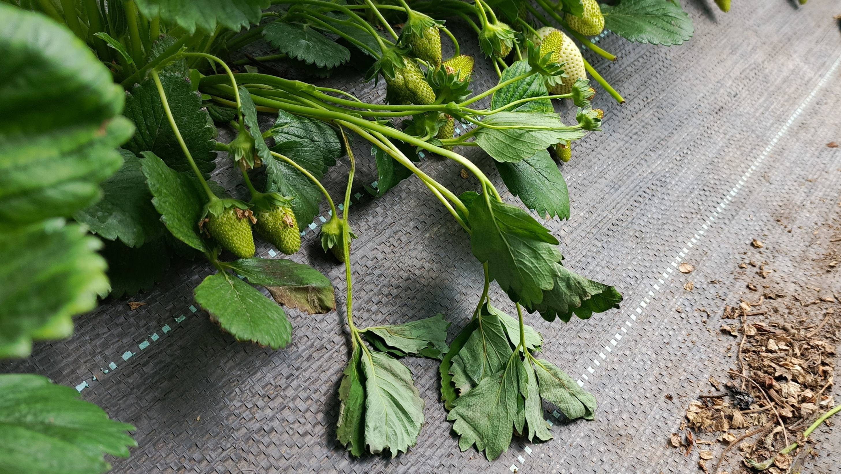 Почему отмирают рожки у клубники? 3 главные причины и как их устранить! смотреть онлайн