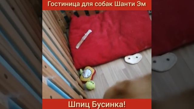 К нам в гостиницу приехала Бусинка! Наша выпускница!!! 🥰 смотреть онлайн