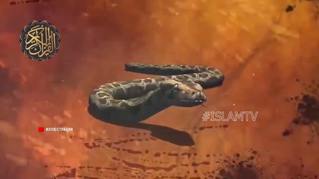 Товус ва Илонни ЖАННАТДАН тушиши хақида.