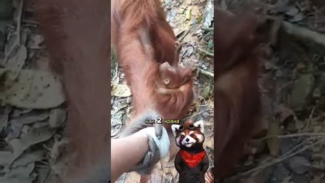 Орангутан: В мире животных.