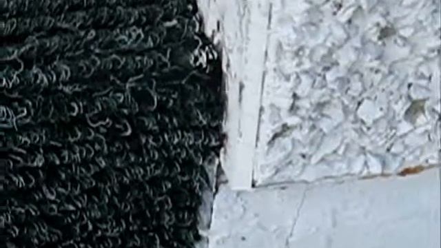 Carpenter Ants Trailing