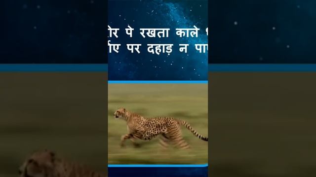 Cheetah Kavita Hindi смотреть онлайн