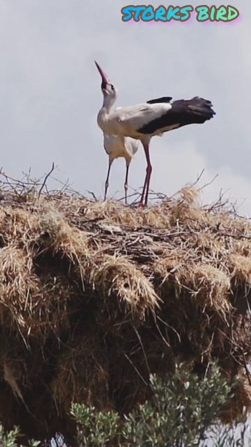 Storks In Nest Against Sky#shorts#nature Short Video#youtubeshorts...