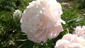 Алеша Попович -Краснова Н.С.1957г