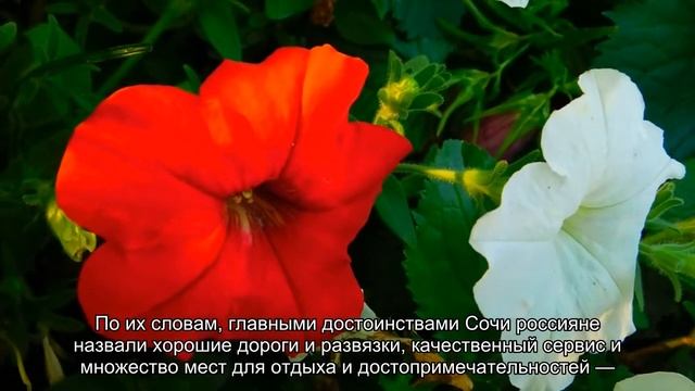 Привыкшие к загранице россияне впервые провели отпуск в Сочи и удивились смотреть онлайн