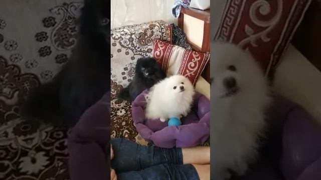 Мои племянники - померанские шпицы Рокки и Снежок ☺️☺️☺️🔥🔥😍😍😘😘😘🐶🐶🐶🐕🐕🐩🐩