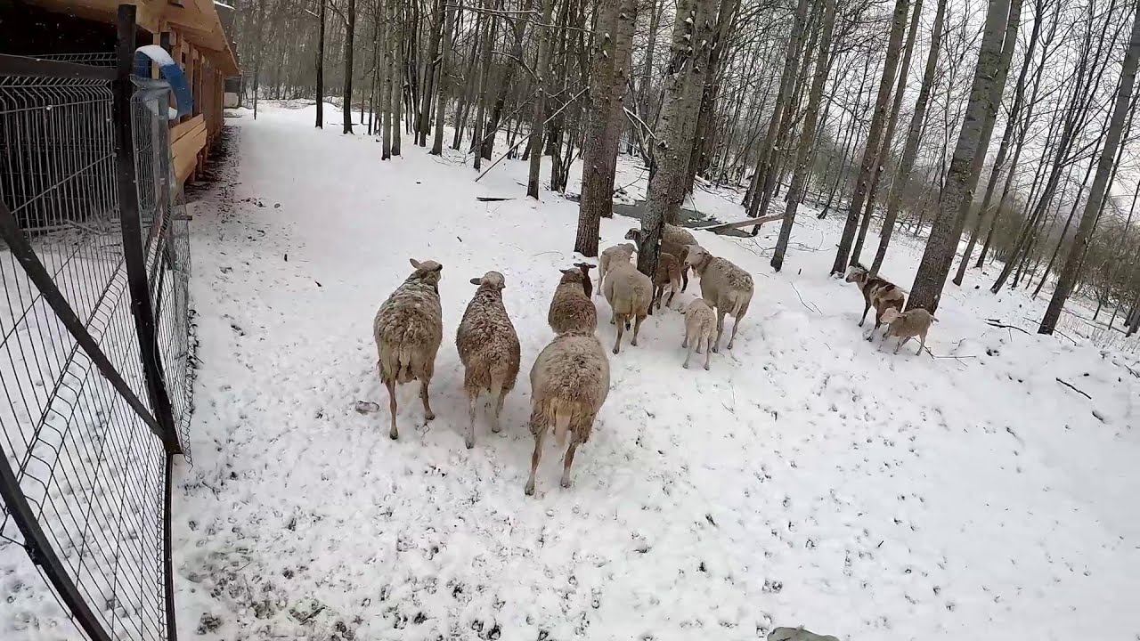 Мелкий застрял ! Ушли пастись в снег ! Аисты опять вернулись ! ХУТОР В ЛЕСУ №662 смотреть онлайн
