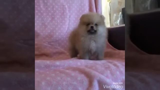 Щеночек шпица - маленький медвежонок