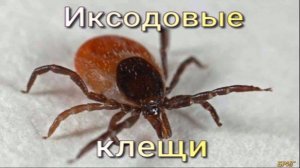 Иксодовые клещи