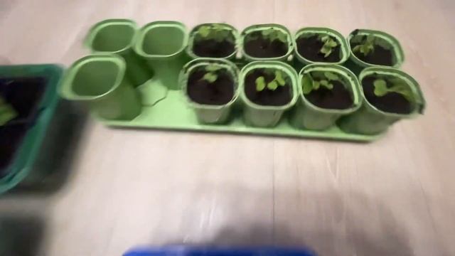 Спасаем вытянувшуюся рассаду! Рассада капусты брокколи. Пересадка рассады!