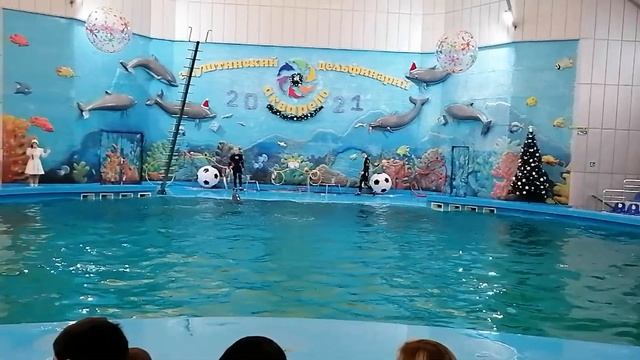 Алушта дельфинарий Акварель смотреть онлайн