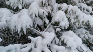 МЕЖДУ НАМИ ВЫПАЛ СНЕГ!