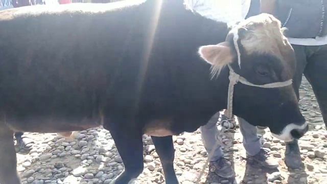 Молбозори гаравти видиои нав