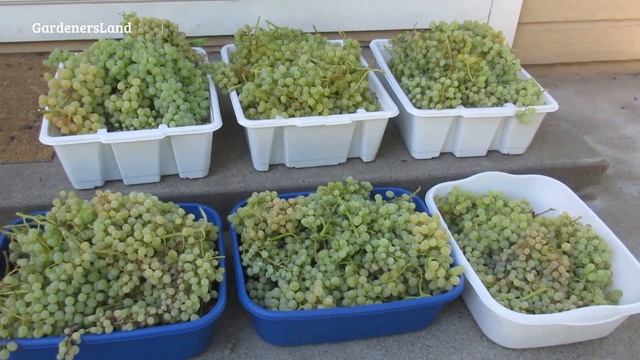 Harvesting Grape Fruits Harvest Season - Growing Thompson Seedless Grapes Variety Grapevine Garden смотреть онлайн