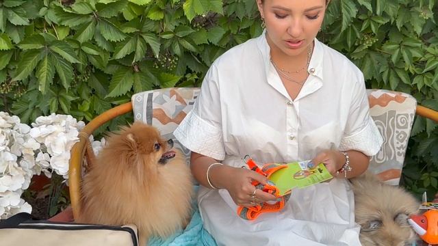 Распаковка новинок для собак ❤️🔥игрушки, амуниция, гаджеты… смотреть онлайн