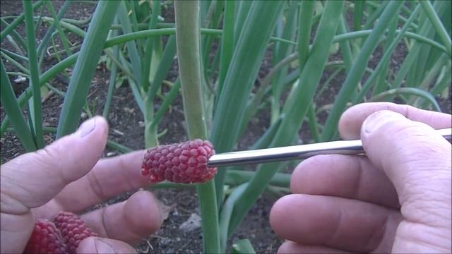 The Loganberry Problem....Solved? смотреть онлайн