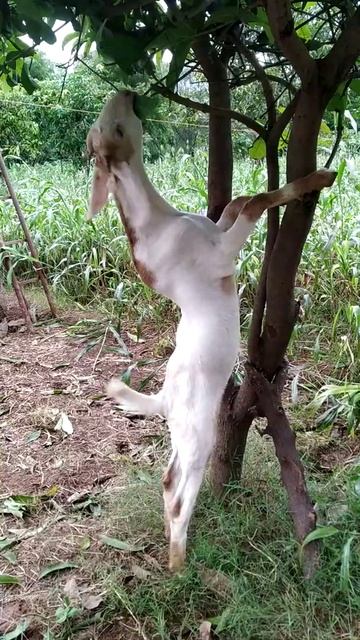 Usmaniya goat farm / sojat смотреть онлайн