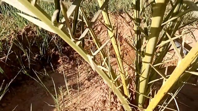 حصريا.... كيف تميز بين النخله الذكر من النخله الأنثى؟