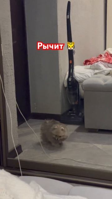 Комочек счастья 🥰🐯🫶🏻 #шпиц #шпицуля #померанскийшпиц #собака #щенок #счастье смотреть онлайн