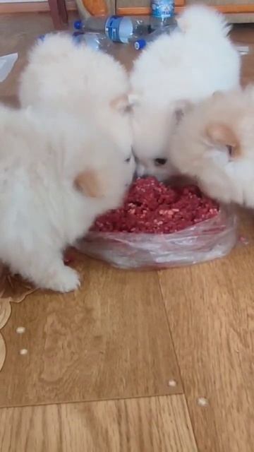 в продаже щенки померанского шпица девочки и мальчики территориально Челябинск 89084922518 Анастаси смотреть онлайн