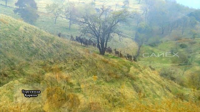Каратог Оху ( Karatog  Deer) TAJIKISTAN