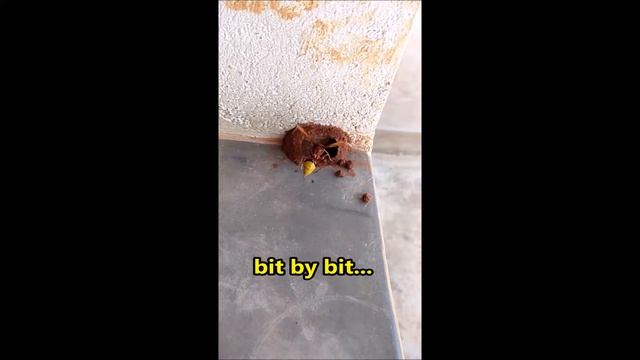 Mud wasp building its nest смотреть онлайн